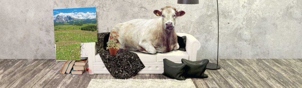 kuh auf sofa